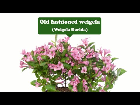 Video: Weigela Plant Care: Felsökning av vanliga problem med Weigela