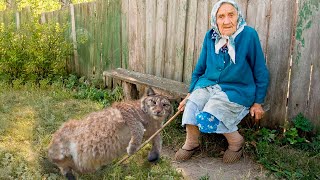 Беременная рысь упала в ноги к бабушке и взмолилась. Она не могла родить