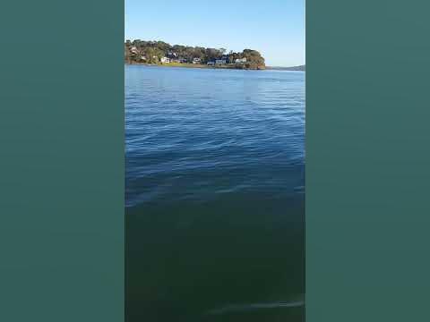 Unknown Shark in Lake Macquarie NSW - YouTube