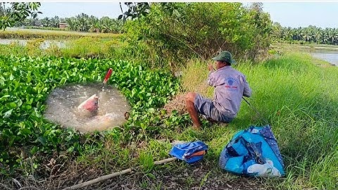 Đụng bầy rô phi khủng ở kênh nội đồng . Nó kéo muốn gãy cần câu luôn....