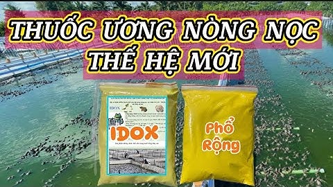 Thuốc ương ếch giống, thuốc ương nòng nọc ếch | Thuốc trị bệnh gan thận cho ếch