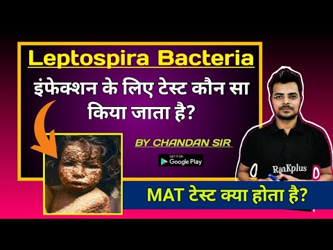 leptospirosis microbiology | leptospirosis in hindi | leptospirosis igm test | chandanmlt