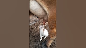 Kitty Craves Cow