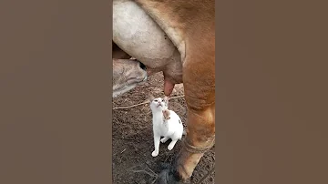 Kitty Craves Cow S Milk ViralHog 