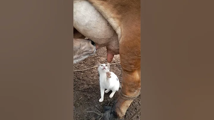 Kitty Craves Cow's Milk || ViralHog