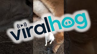 Kitty Craves Cows Milk || ViralHog