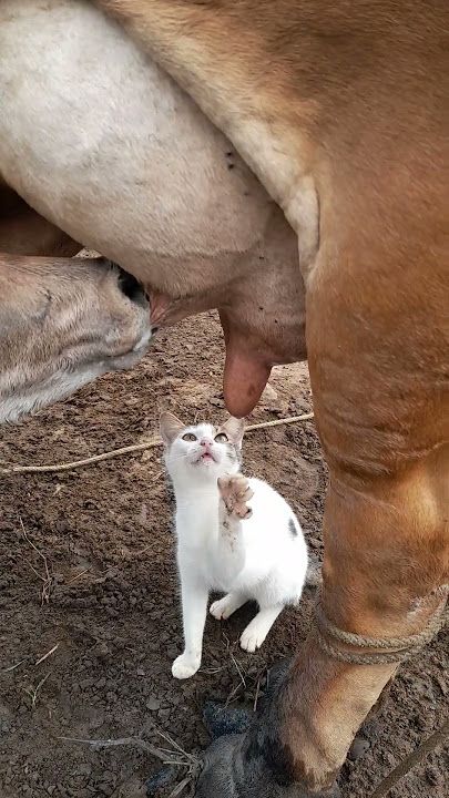 Kitty Craves Cow's Milk || ViralHog