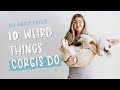 Corgi Personality Traits | What Are Some Funny Things Corgis Do?