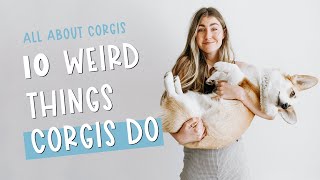 Corgi Personality Traits What Are Some Funny Things Corgis Do?
