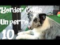 PERRO, Border Collie, un gran perro