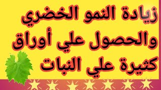 زيادة النمو الخضري وعدد كبير من الأوراق