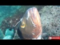 Spearfishing Big Snapper - Panama - Alfredo Angelici