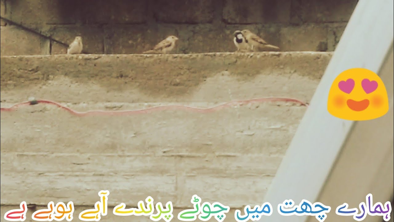 ہمارے چھث میں چوٹے چوٹے پرندے آہے ہوےہے😍 - YouTube