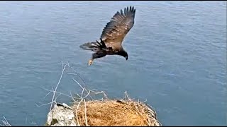 Explore.org Two Harbors Eagles: Anthony - A Pilot (ahem, Eaglet!) In Training. 12 Jun 2023