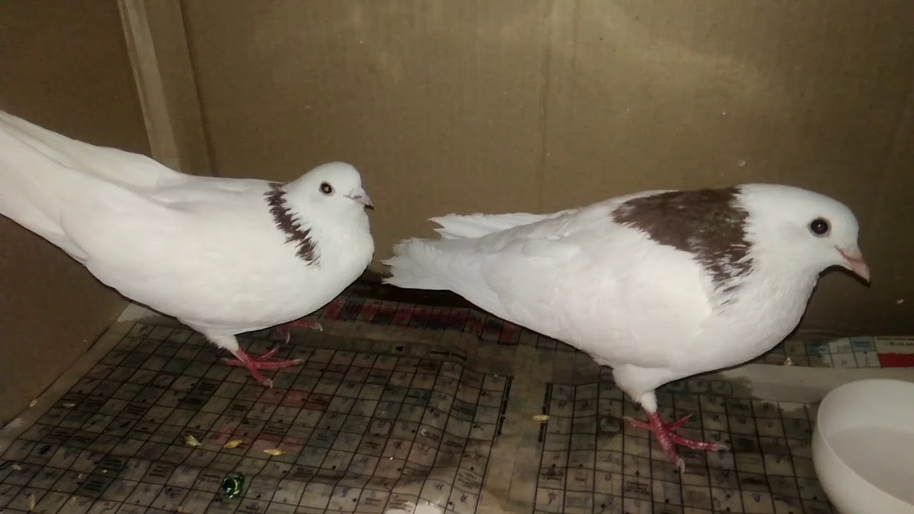 заметив детей голубь перестал. маленькие голуби. голубь не летает причины. заметив детей голубь перестал. заметив детей голубь перестал.