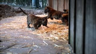 Tiger Cubs - Point Defiance Zoo