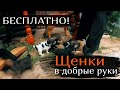 БЕСПЛАТНО! Щенки в добрые руки! Нужна ваша помощь!