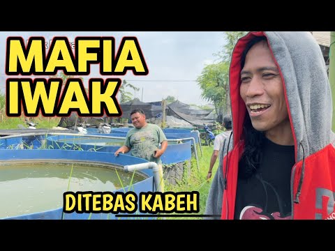 Borong Semua Ikan Patin Dari Pembudidaya Buat Pemancingan Gratis di Mancing Mania Makjrot Mantap