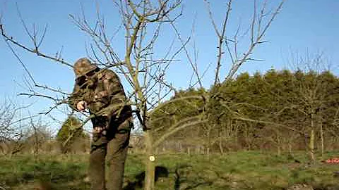 Pruning apple tree convert pyramid to open centre