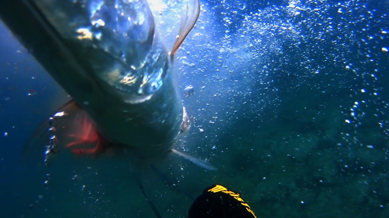 ΛΟΥΤΣΟΣ ΤΕΡΑΣ ΣΕ ΡΗΧΟ ΨΑΡΟΝΤΟΥΦΕΚΟ - SPEARFISHING HUGE MEDITERRANEAN BARRACUDA ON SHALLOW WATERS