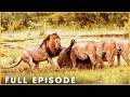ROAMING WILDERNESS - A Relentless War Across Open Lands (Full Episode) | Nature Animal Documentary