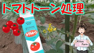 【トマトトーン処理】トマトやナスに使って、低温や日照不足でも実が着くようにしましょう。