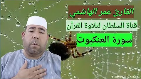 تلاوة خاشعة لسورة العنكبوت بصوت عمر الهاشمي | استمع وأخشع