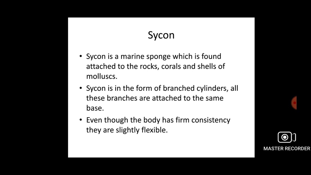 Zoology || FYBSc || Practical || sycon - YouTube