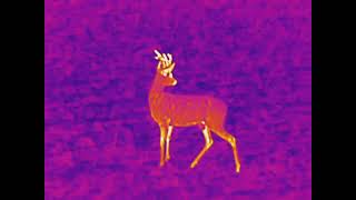 Infiray cabin cbl 25 test video - roe deer about 20-40 meters