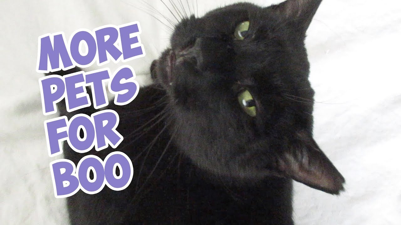 funny cats sleeping in weird positions compilation 2014 funnyplox Boo Year 2 # 185 - Brushing Cats, Clamour Summit 2019, Splash’s Hiding Place