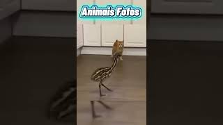 Animais Fofos e Engraçados😂 #shorts #videosengracados #animaisfofos