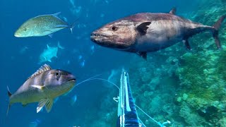 BERBURU IKAN PREDATOR DALAM LAUT