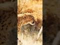 Cheetah Speed Secrets Revealed #facts #nature #wildlife #facts