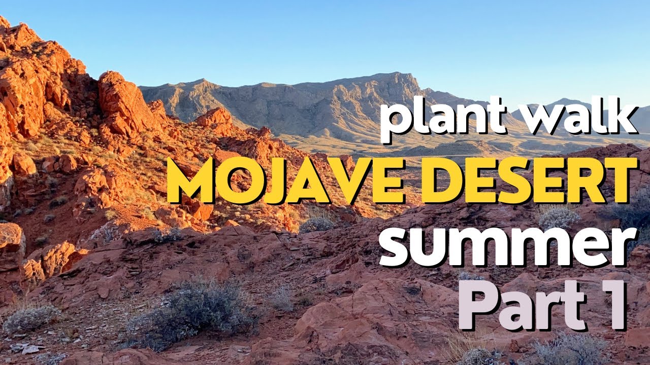 Mojave Desert Plant Walk Part 1 (Morman tea, Cosahui, Brittlebush