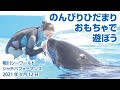 のんびりひだまり　おもちゃで遊ぼう【2021年4月12日】Orca performance, Kamogawa Sea World, Japan