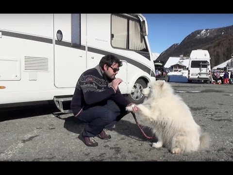 Video: Leggere questo prima di portare un cane in un parcheggio per camper