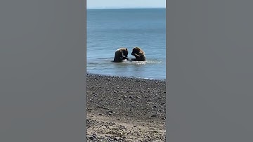 kgf chapter-3 #shorts