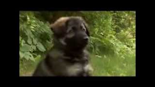 Dogs 101 - German Shepherd