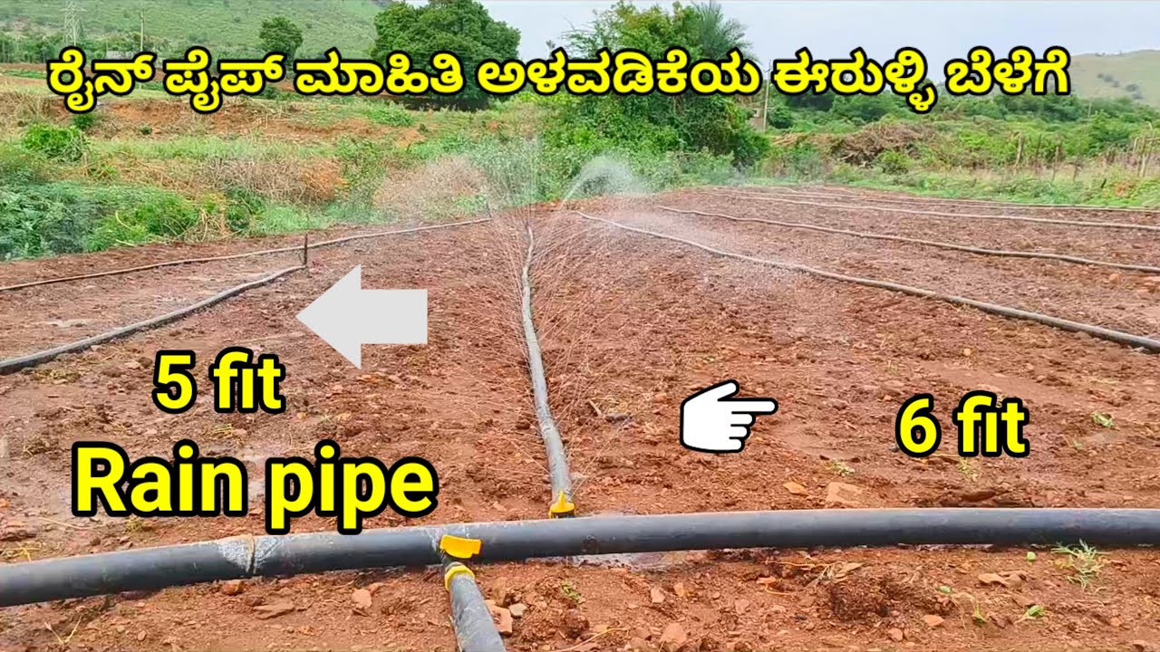 ಈರುಳ್ಳಿ ಬೆಳೆಗೆ ರೈನ್ ಪೈಪ್ ನಿಂದ ತುಂತುರು ನೀರಾವರಿ. Rain pipe iraiigation for onion crop. Rain pipe.