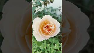 Want to see  Beautiful peach color Rose i have in my garden @Robina's Cuisine #relaxing #satisfying