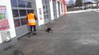 Patterdale-Terrier Xira Maintrailing Erstes Mal