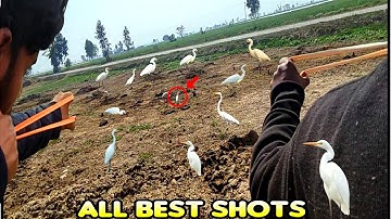 Best Cattle Egret Bird Hunting With Slingshot First Flying Shot!