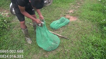 Đánh chim di cư ban đêm/ Anh em miền bắc thế nào rồi