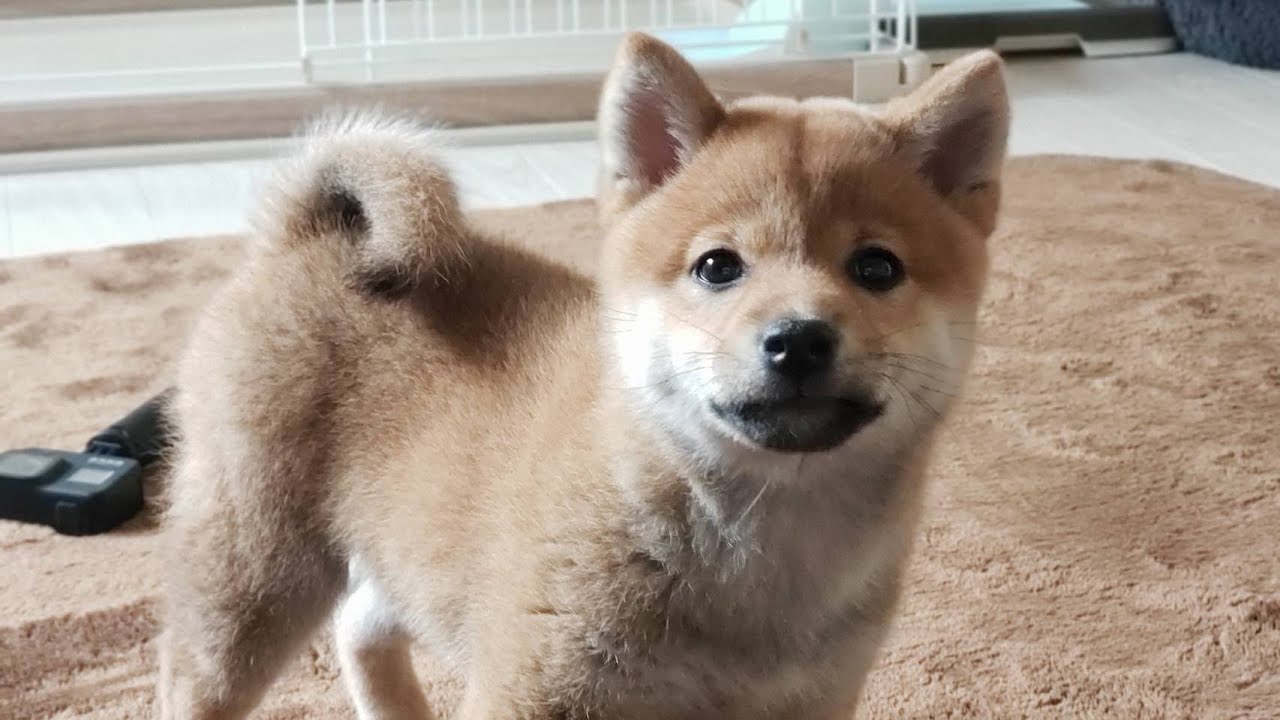 【柴犬】【shibainu】 子犬がやってきて、初めてご飯あげてみた！ YouTube