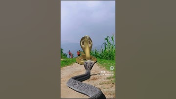 ichchadhari Nag Nagin