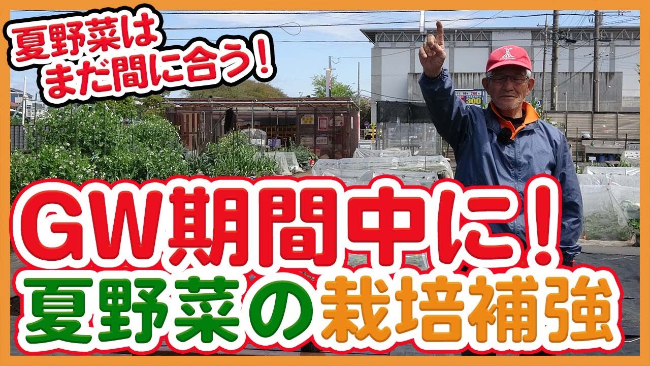 夏野菜 夏野菜セット販売中です！ | お知らせ - たべるとくらすと