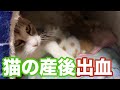 猫の出産#4 産後出血と胎児残留の可能性?
