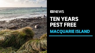 Macquarie Island "flourishing" 10 years after pest-free status | ABC News