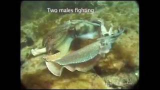 David Gallo shows underwater astonishments