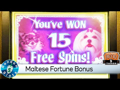 Maltese Fortune Slot Machine Bonus